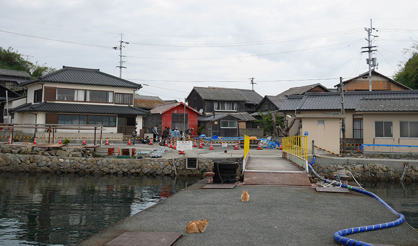 Aoshima (Cat Island)