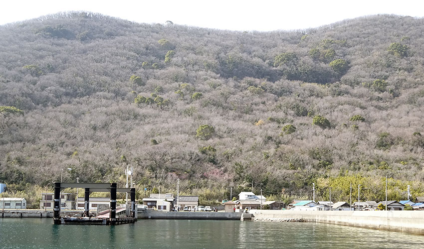 Sayanagijima (Cat Island)