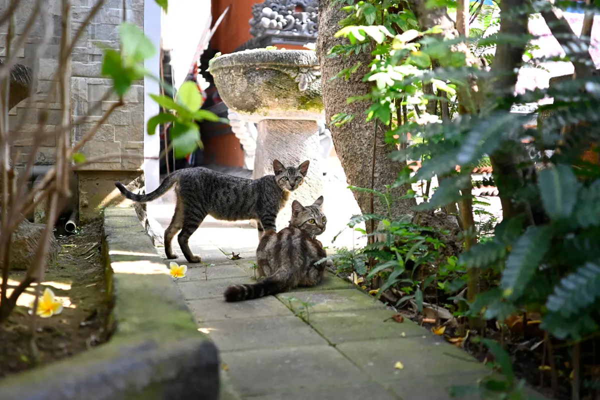 The Joy of Recording Cats While Traveling