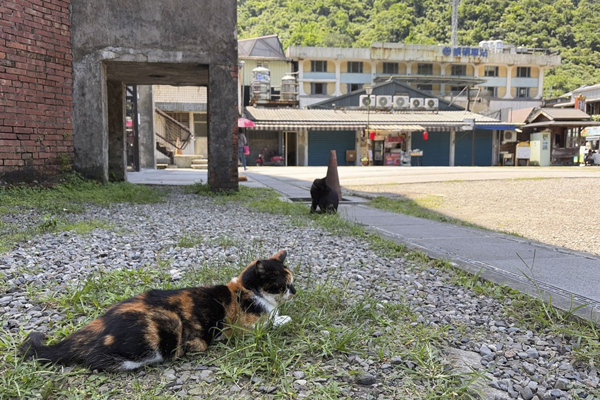 猴硐（ホウトン）猫村2026 — MeowSnapを手に、もう一度来た